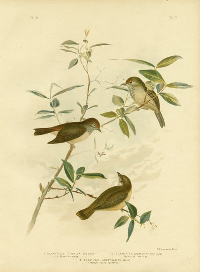 Pequeño Thornbill marrón, 1891 de Gracius Broinowski